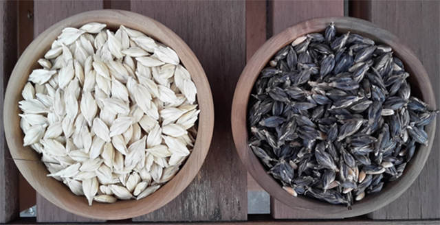 schwarzer und weißer Emmer