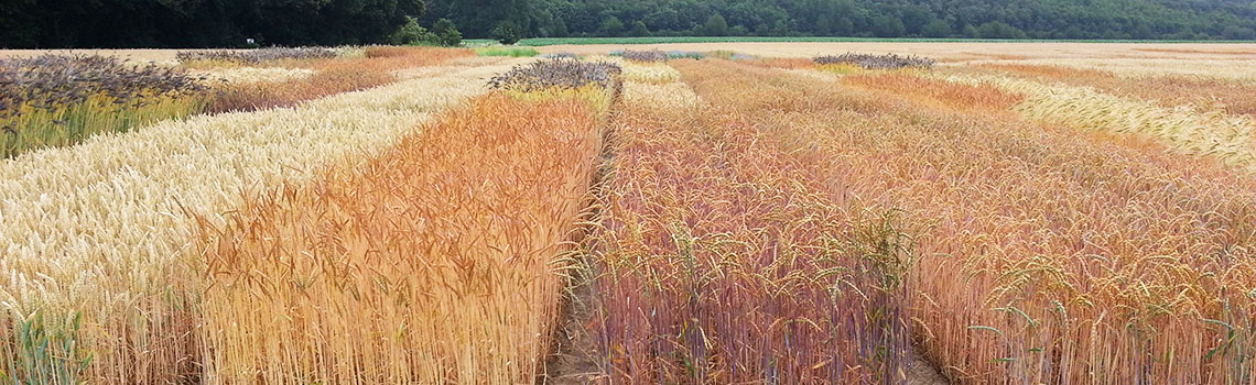 Feld mit Weizen, Dinkel und Emmer