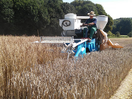 Feldversuche mit Spelzgetreide