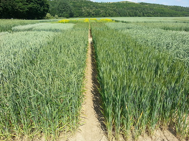 Vielfältige Versuchsparzellen